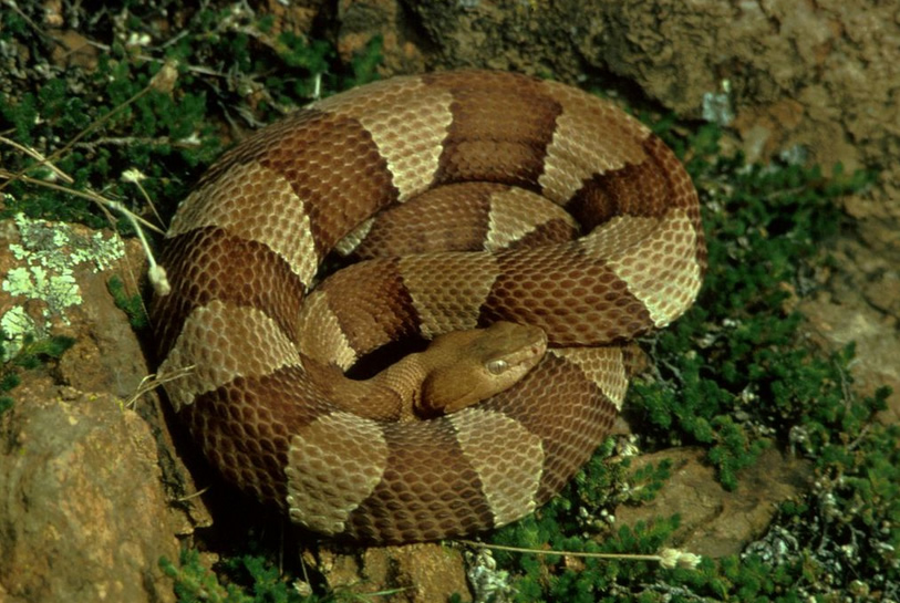 Hermitage Snake Removal