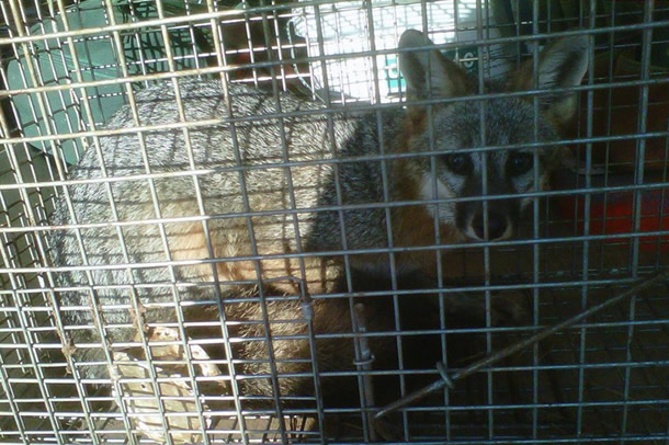 Bobcat