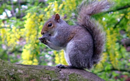 Hermitage Squirrel Removal