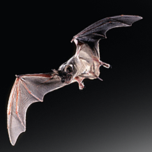 Bat Facts
