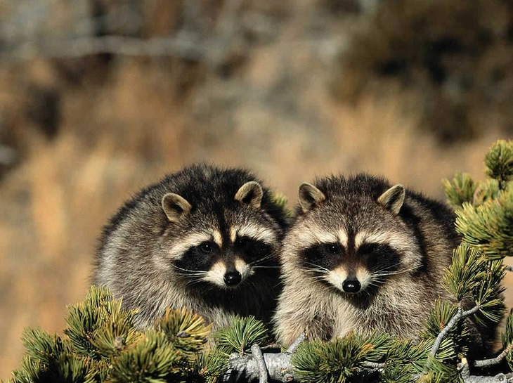 Hermitage Raccoon Removal