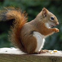 Squirrel Control