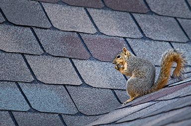 squirrel on roof